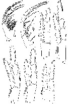Espèce Sinocalanus tenellus - Planche 4 de figures morphologiques